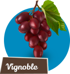 Vignoble