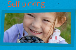 Self picking