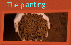 The planting