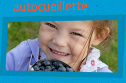 Autocueillette de bleuets