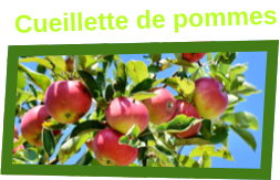 Autocueillette pommes bleuets cerises