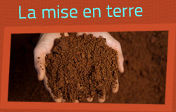 La mise en terre